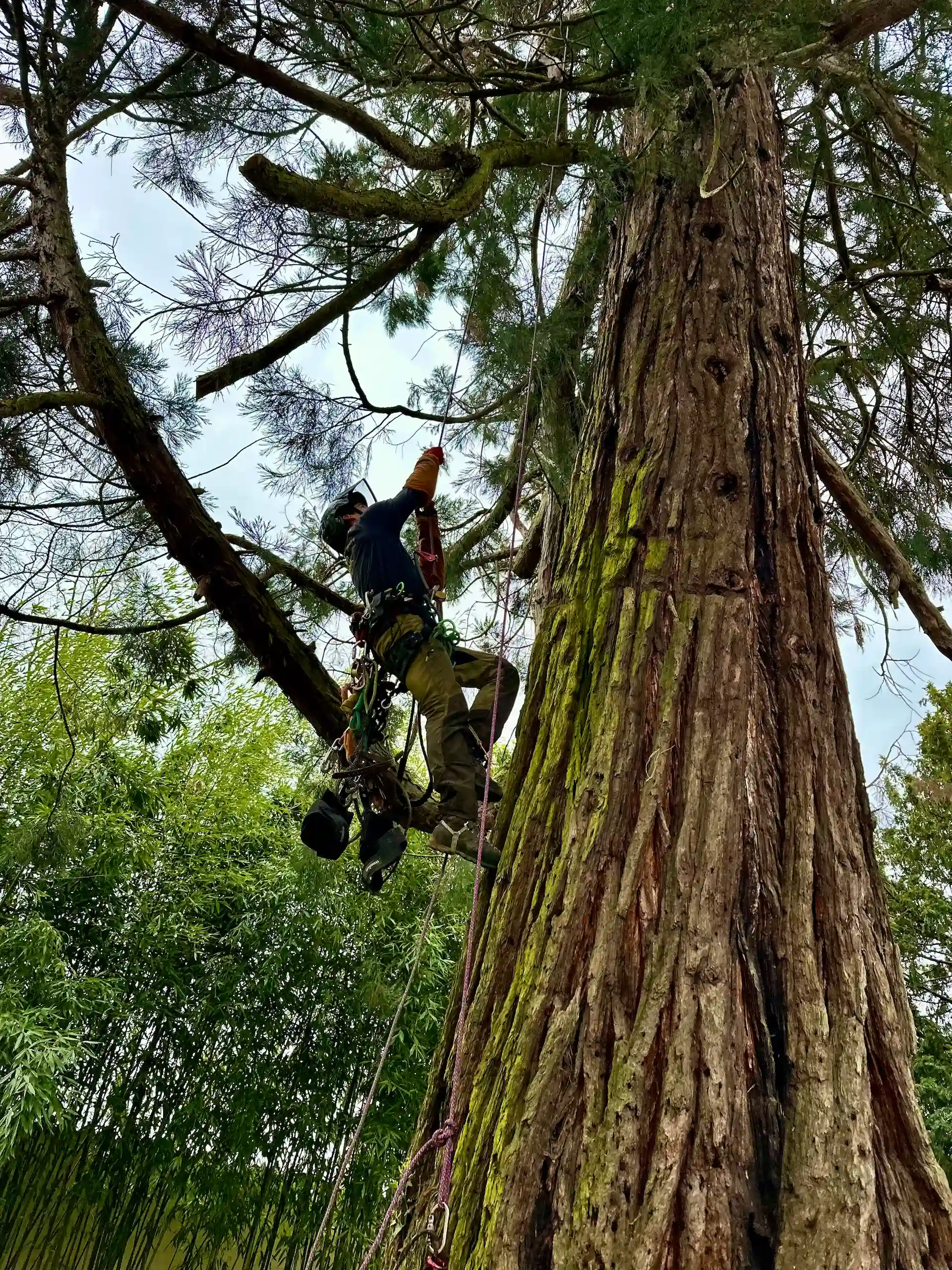Vue d'Andrew qui grimpe à l'arbre à la corde.