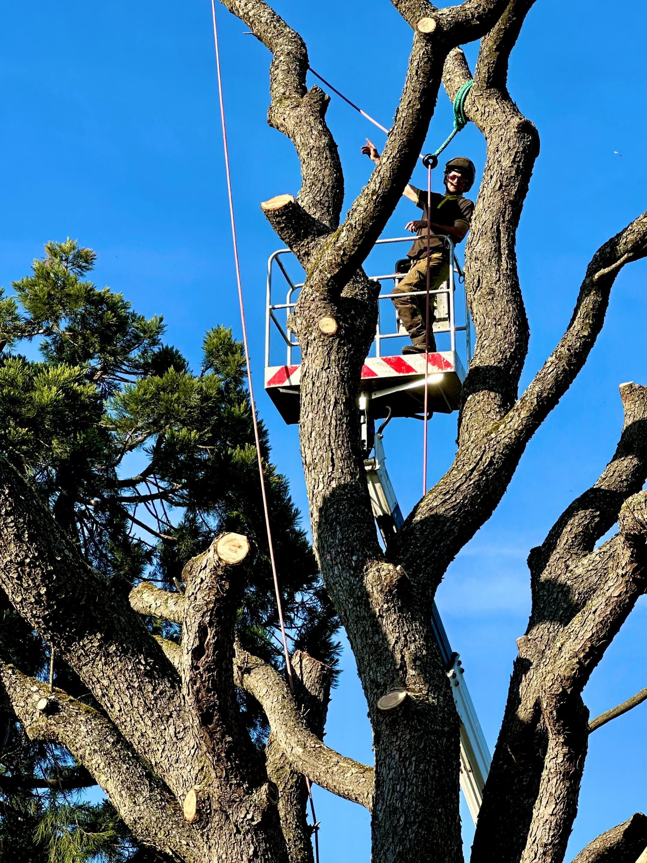 Andrew sur un monte charge pret d'un arbre.