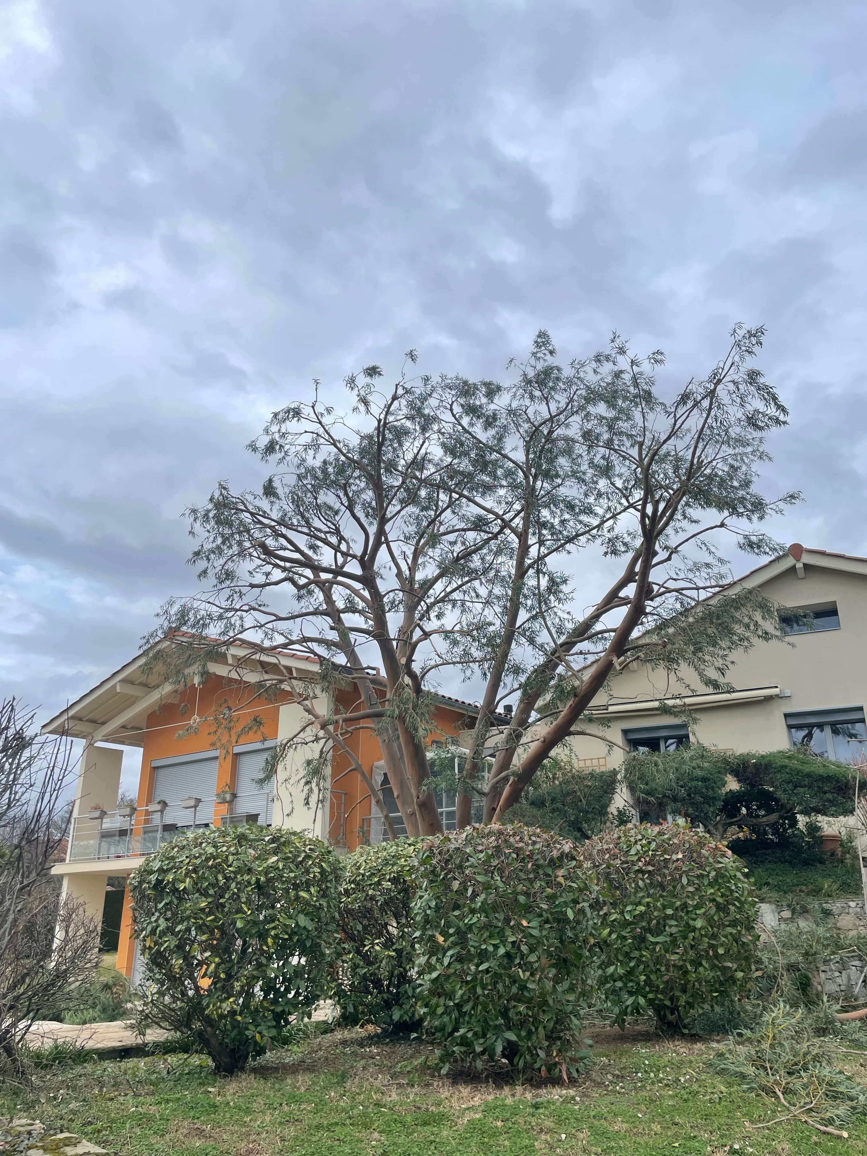 Élagage d'un arbre devant quatres arbustes.