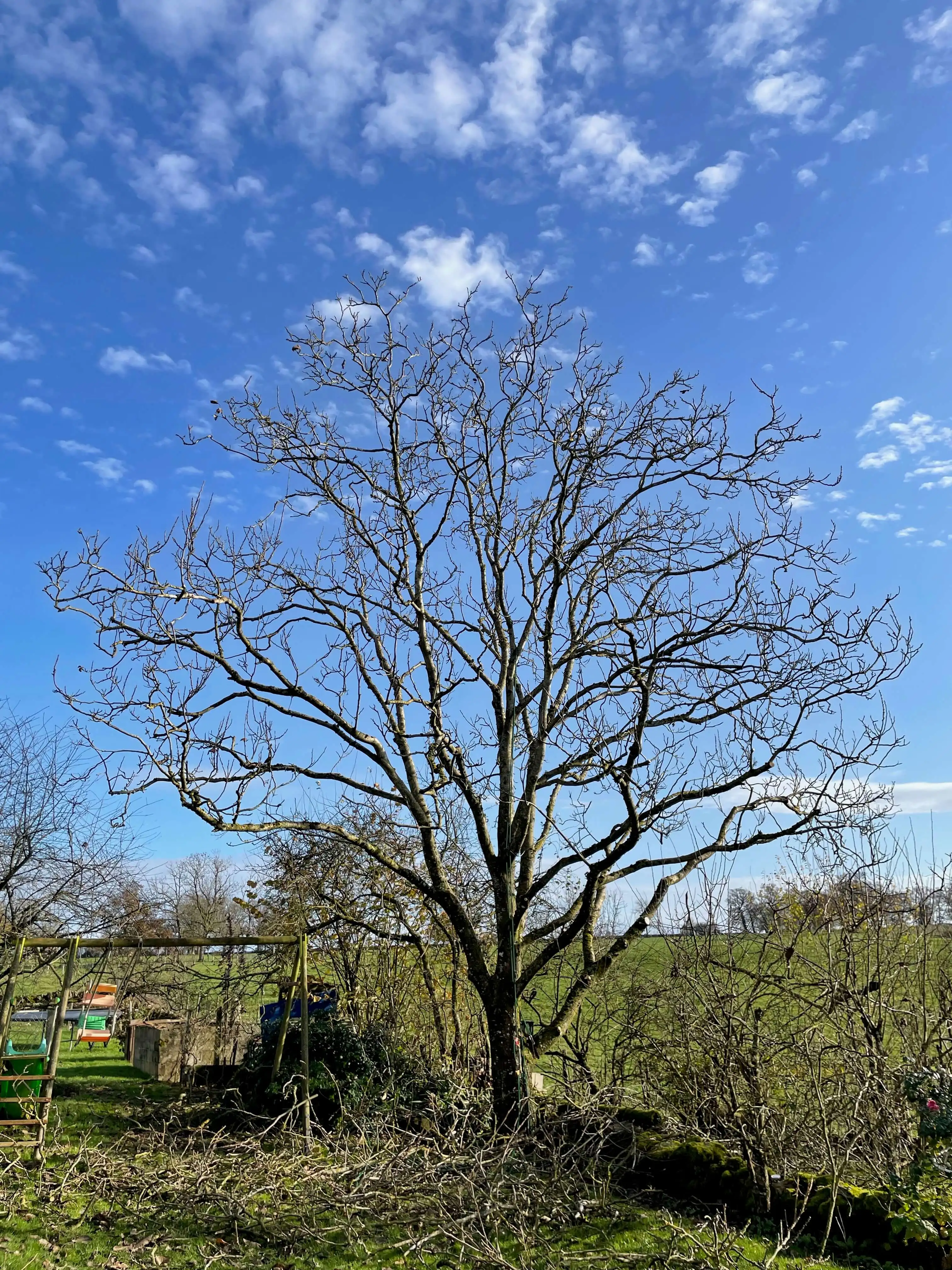Élagage d'un arbre prêt de Mougny.