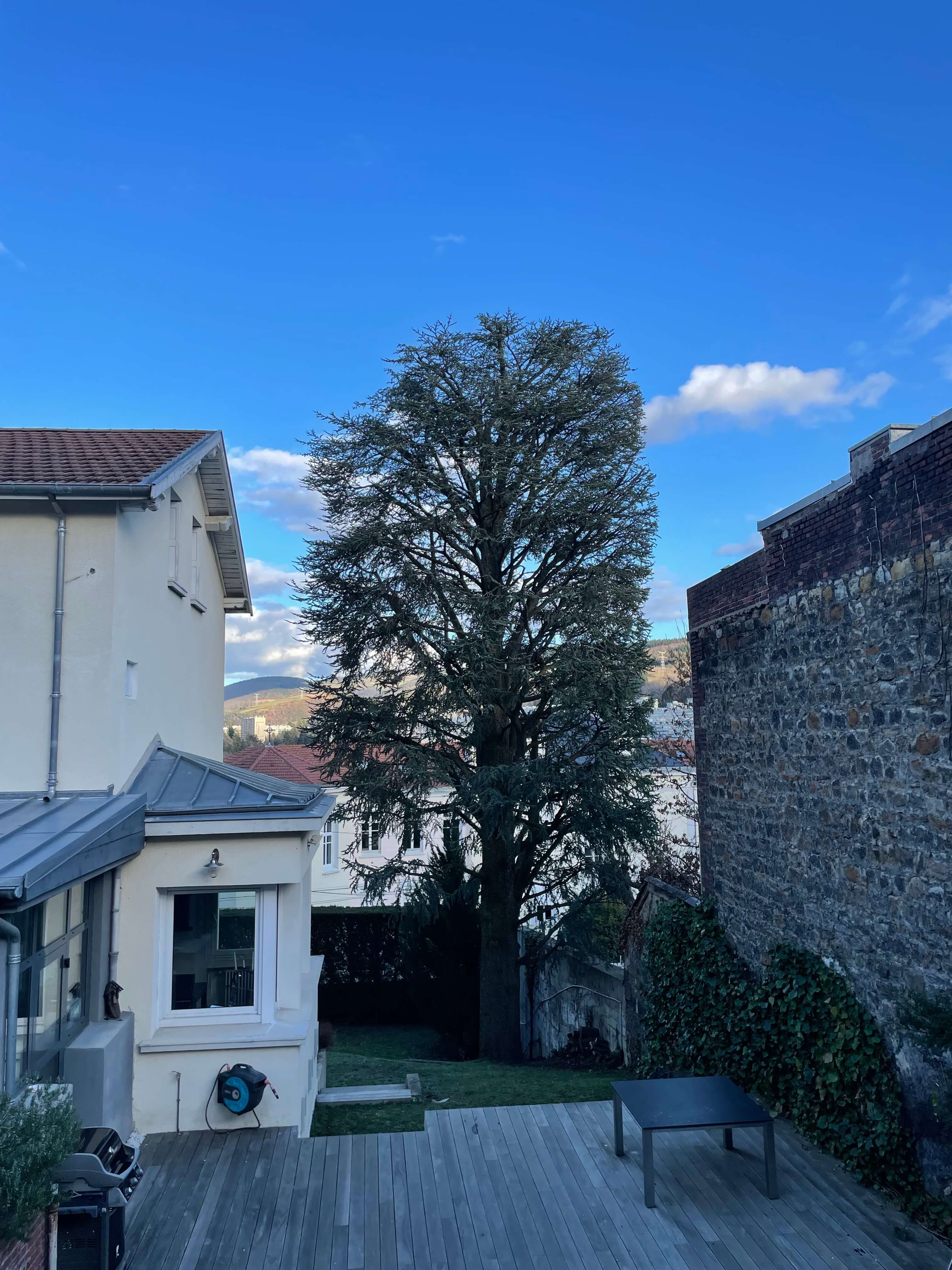 Vue d'une terrasse avec un grand arbre au milieu.